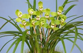 包含兰斯队憾失胜利，球迷呼吁全队齐心协力的词条