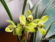 包含兰斯队憾失胜利，球迷呼吁全队齐心协力的词条