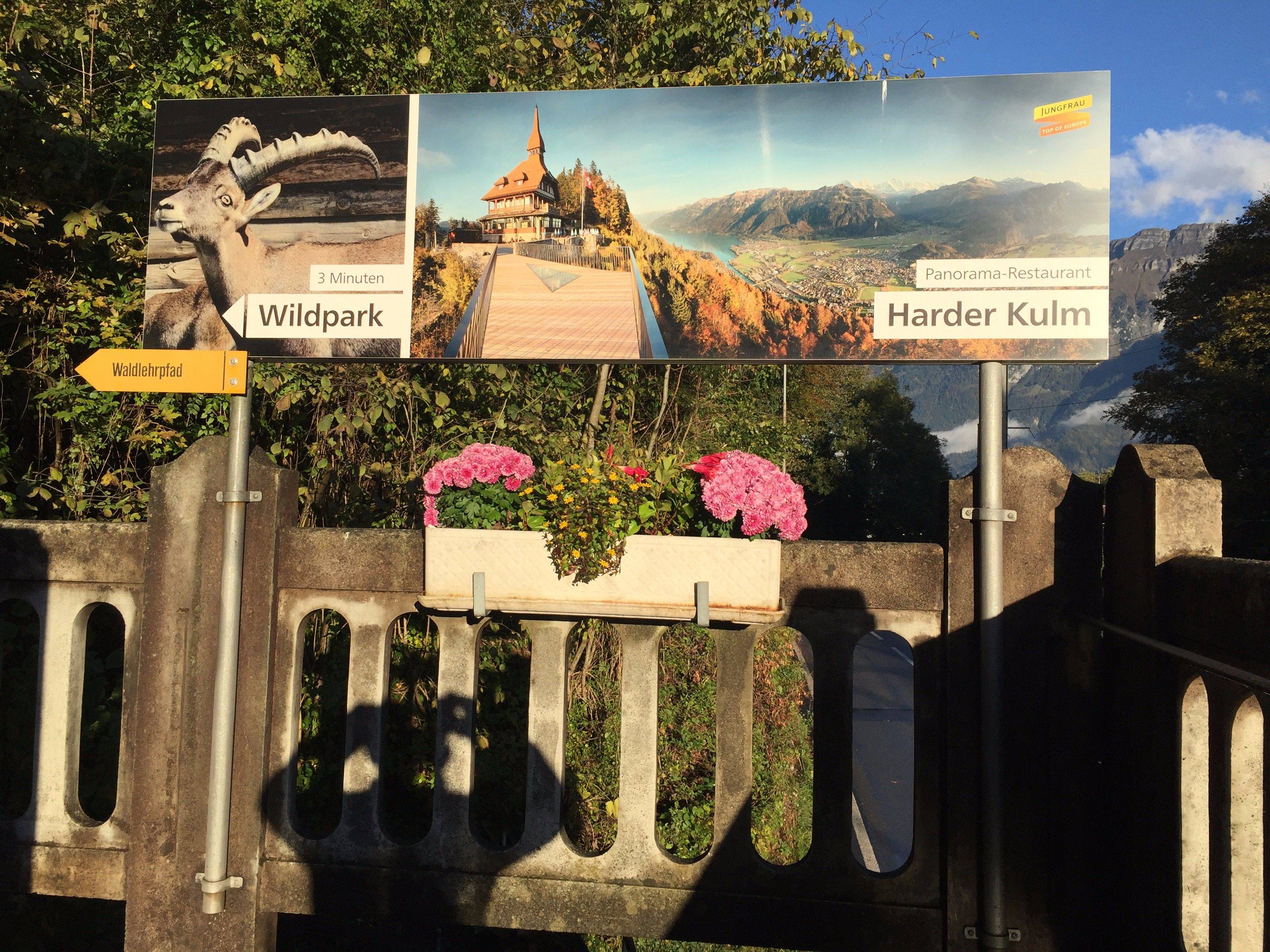 包含芬兰告捷瑞典，荷兰取得梦幻开局的词条