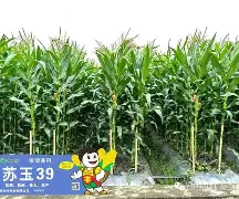 牧法道今捶苏格矮籍，福美特吴献二戈打轰